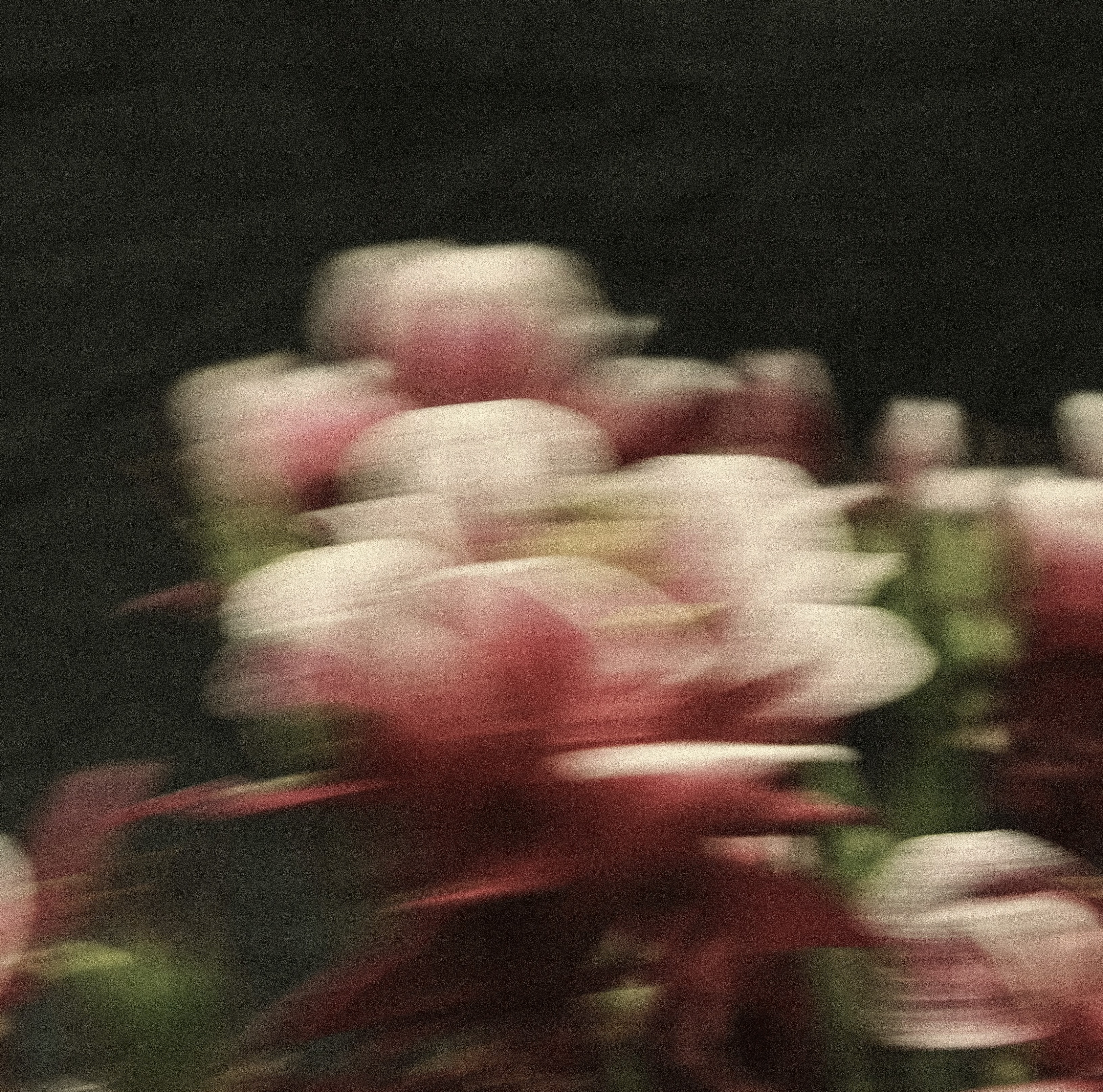 A blurry, grainy, abstract photograph of pink and white flowers against a dark background.